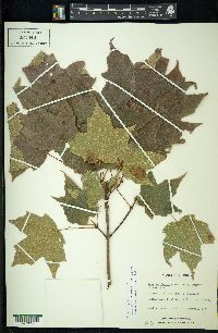 Acer nigrum image