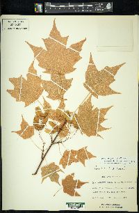 Acer nigrum image