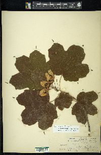 Acer nigrum image