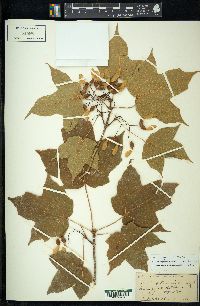 Acer nigrum image