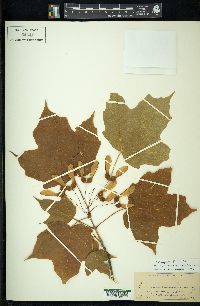 Acer nigrum image