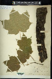 Acer nigrum image