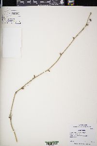 Smilax tamnoides image