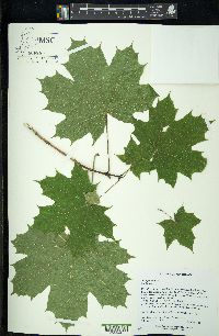 Acer platanoides image