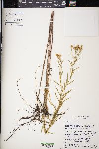 Euthamia caroliniana image