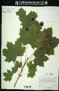 Acer platanoides image