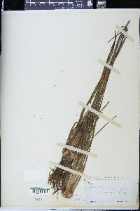Isoëtes engelmannii image