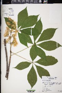 Aesculus glabra image