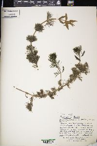 Bidens beckii image