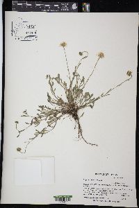 Erigeron modestus image