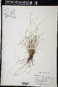 Aristida purpurea var. nealleyi image