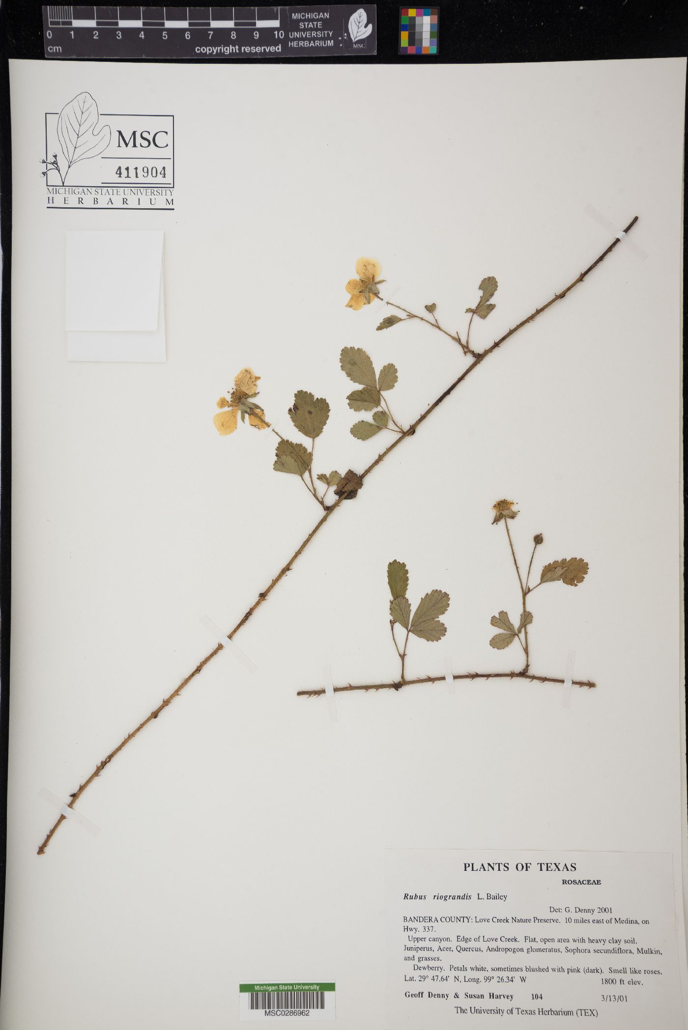 Rubus riograndis image
