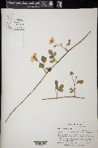 Rubus riograndis image