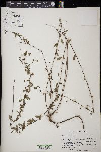 Lespedeza texana image