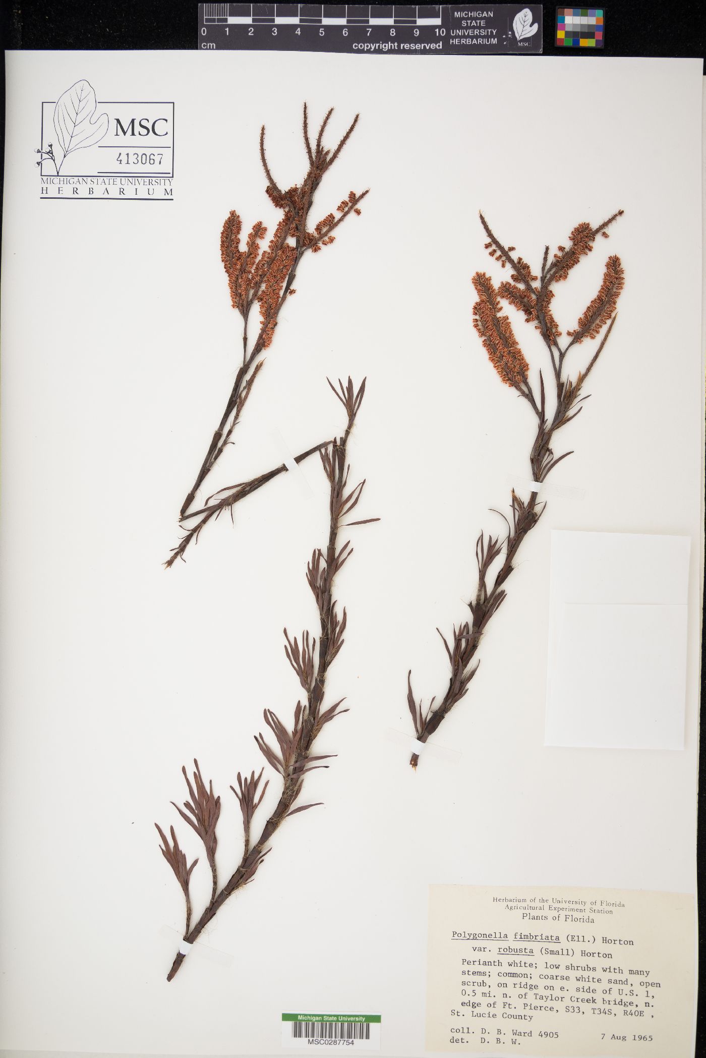 Polygonella fimbriata var. robusta image