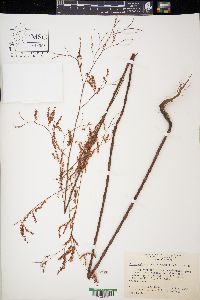 Polygonella gracilis image