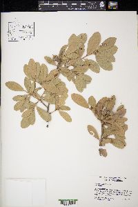 Quercus virginiana image