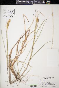 Cenchrus spinifex image