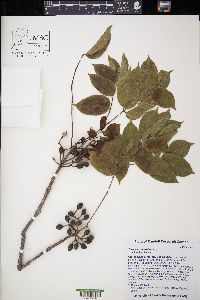 Bursera simaruba image