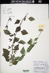 Varronia serrata image
