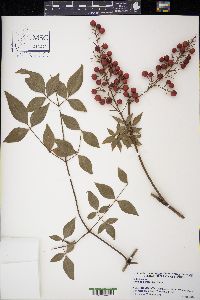 Nandina domestica image