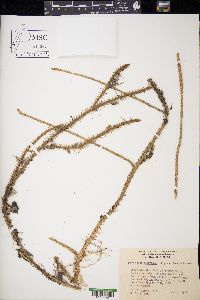 Lycopodium adpressum image