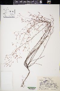 Polygonella ciliata image