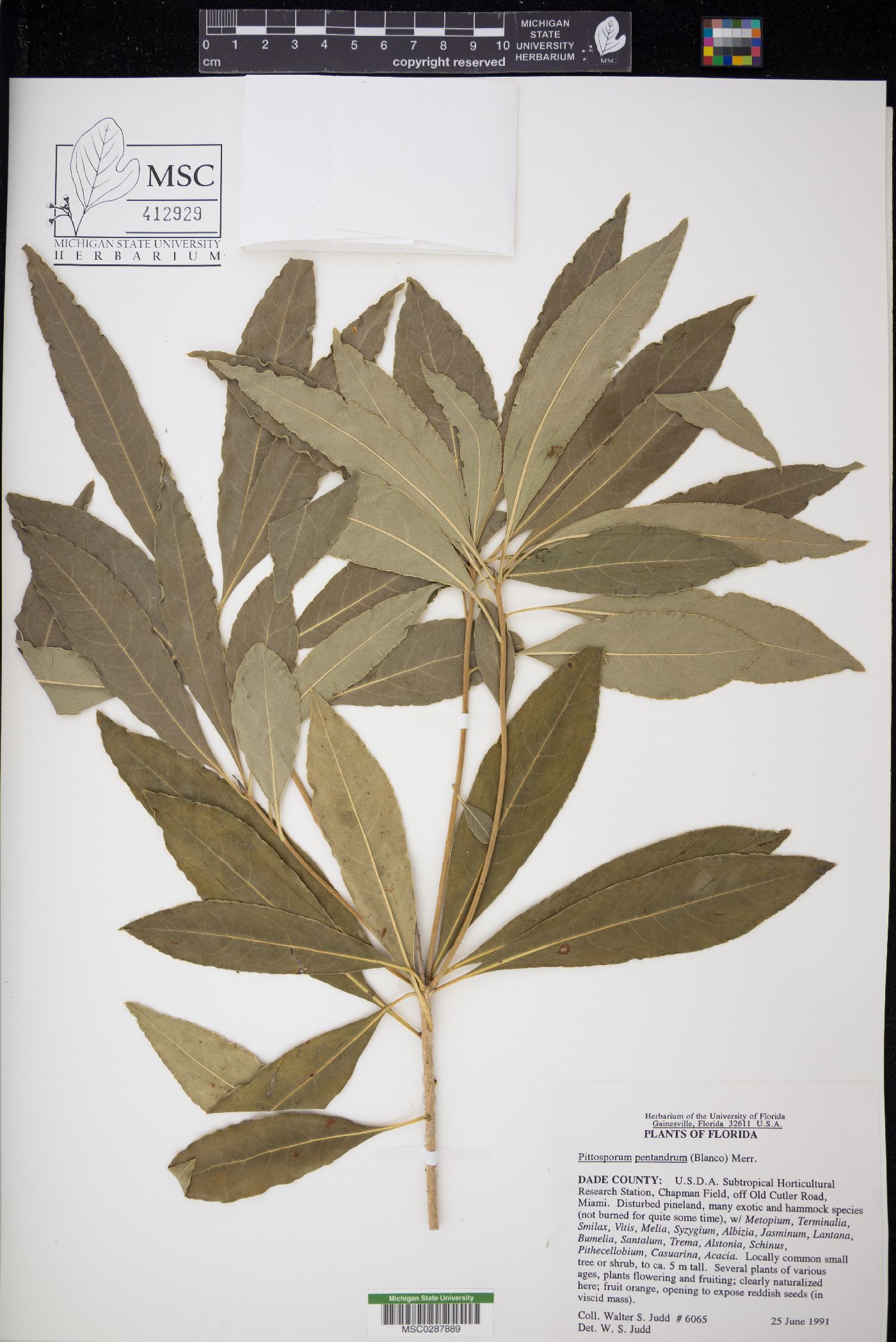 Pittosporum pentandrum image