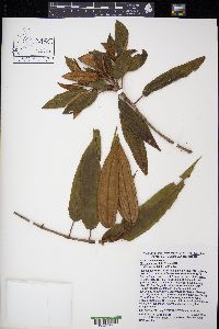 Miconia lanceolata image
