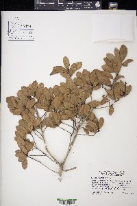 Quercus myrtifolia image