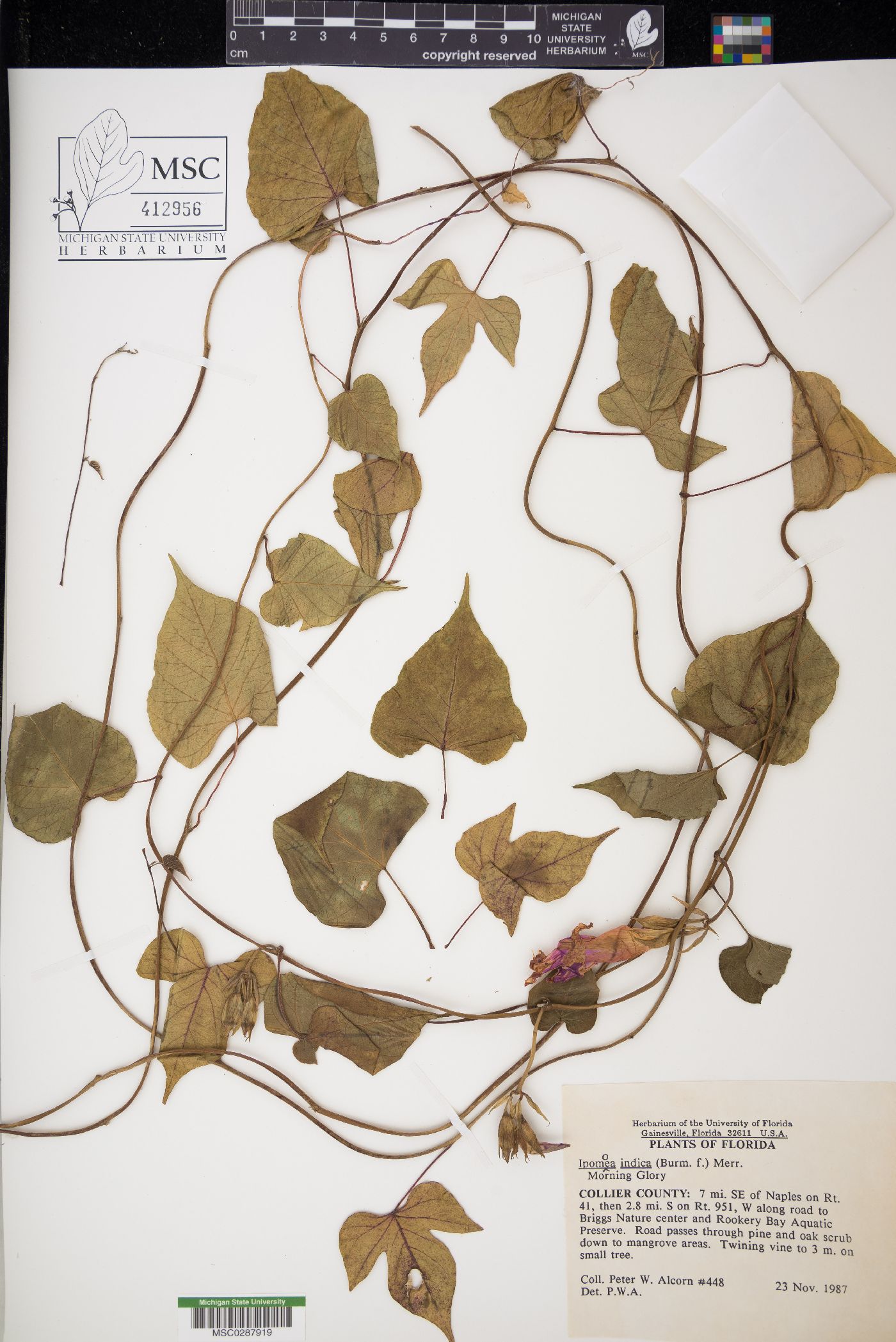 Ipomoea indica image