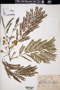 Leucaena leucocephala image