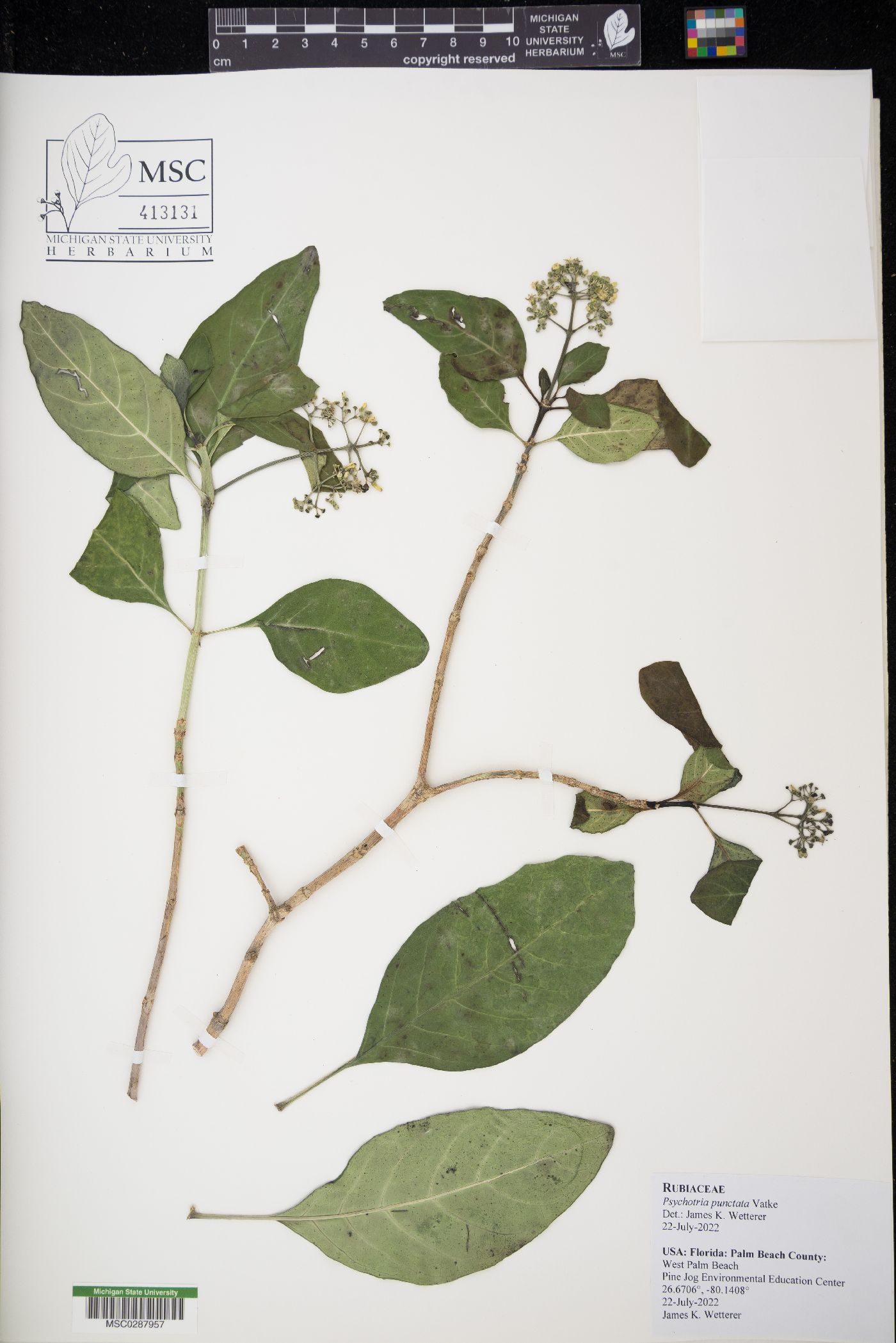 Psychotria punctata image