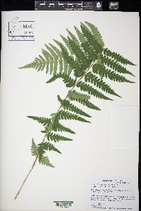 Dryopteris ludoviciana image