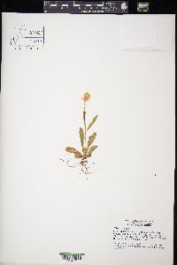 Polygala lutea image