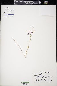 Warea sessilifolia image