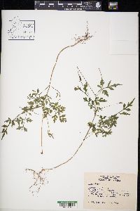 Bidens bipinnata image