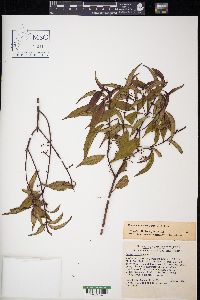 Mecranium acuminatum image
