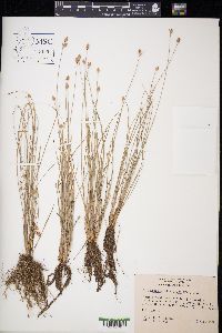 Cyperus schoenoides image