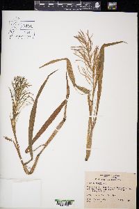 Paspalum repens image