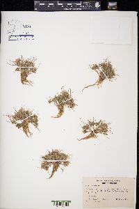 Cyperus pumilus image