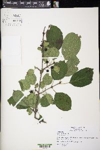 Rhamnus cathartica image