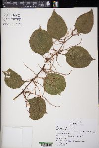 Reynoutria japonica image