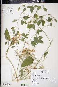 Clematis terniflora image