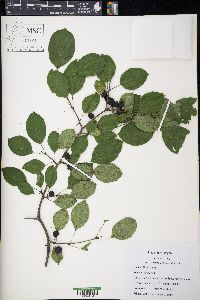 Rhamnus cathartica image