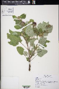 Arctium minus image