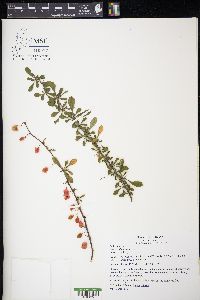 Berberis thunbergii image