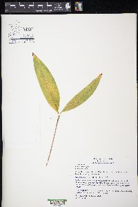 Convallaria majalis image