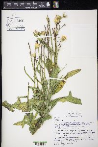 Sonchus arvensis image