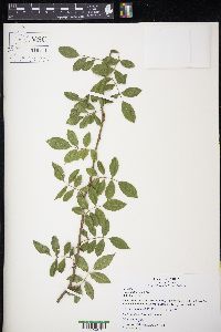 Rosa multiflora image